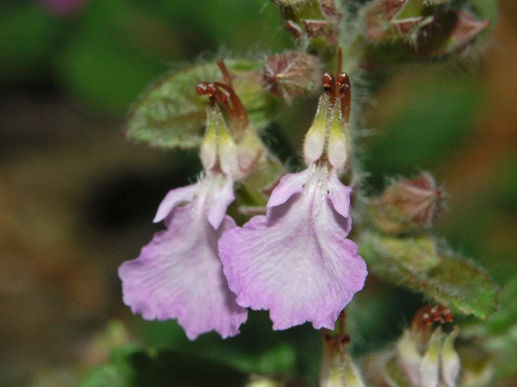 Teucrium chamaedrys / Camedrio comune